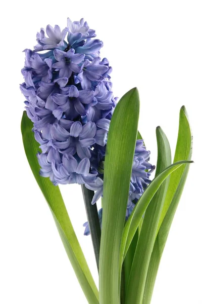 Lila Hyacint Flower Close — Stock Photo, Image