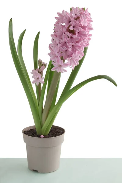 Pretty Flower Hyacinth Plant Close — Stock Photo, Image