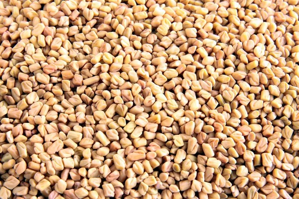 フェヌグ リークのハーブの乾燥種子 — ストック写真