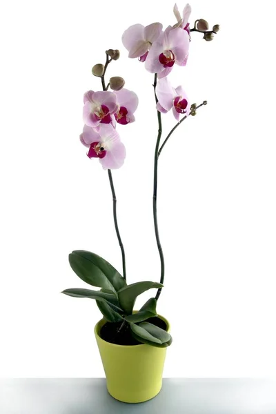 Phaleanopsis 粉红色和紫色花 — 图库照片