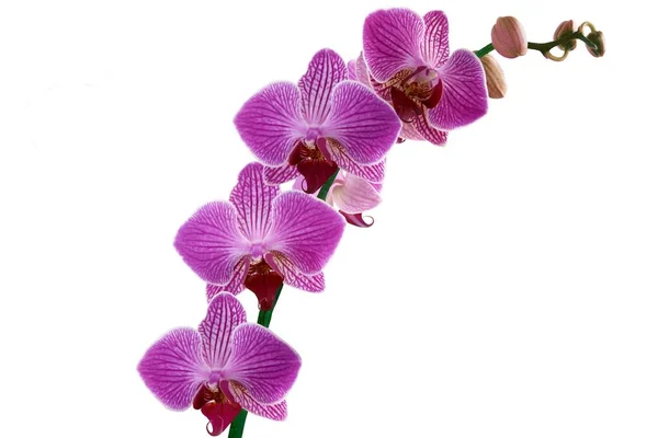Orquídea Rosa Púrpura Cerca — Foto de Stock
