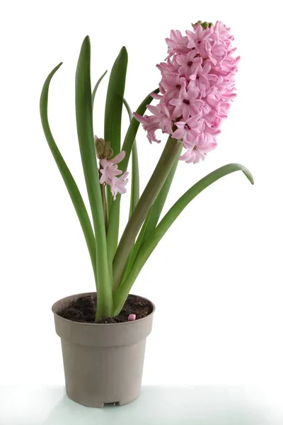 Vackra Våren Blomma Hyacint — Stockfoto
