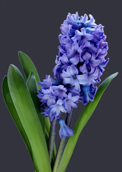 Lila Flower Hyacinth Close — Stock Photo, Image