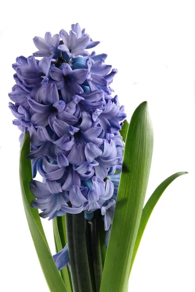 Lila Flower Hyacinth Close — Stock Photo, Image