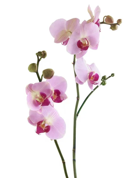 Růžová Fialová Orchidej Zblízka — Stock fotografie