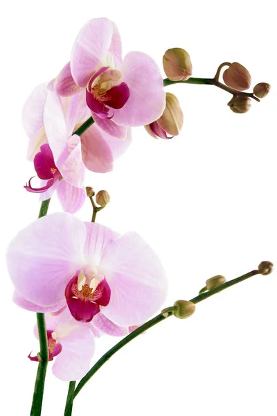 Mooie Orchidee Geïsoleerd Dicht Omhoog — Stockfoto