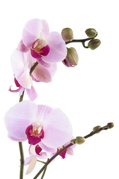 Mooie Orchidee Geïsoleerd Dicht Omhoog — Stockfoto