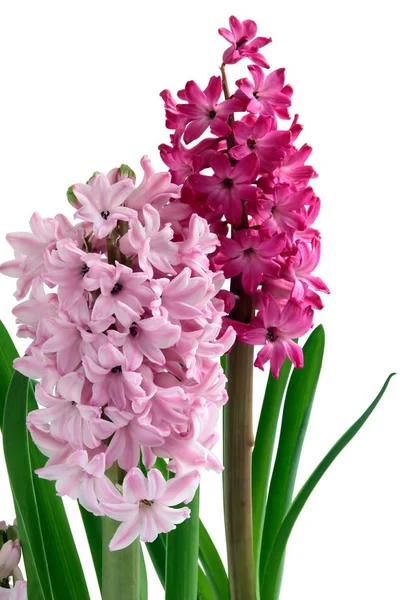 Pretty Flowers Hyacinth — Stock Photo, Image