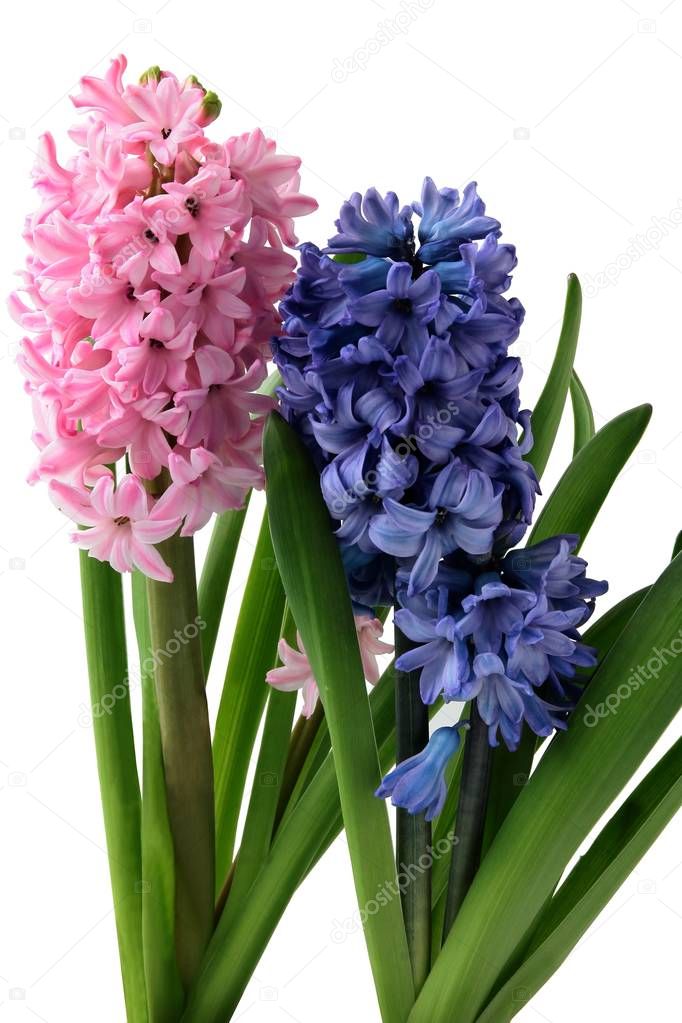 pretty flowers of hyacinth