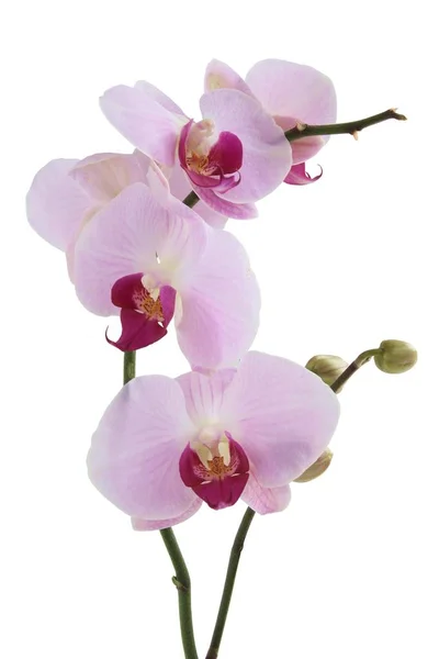 Vackra Rosa Orkidé Phalaenopsis Närbild — Stockfoto