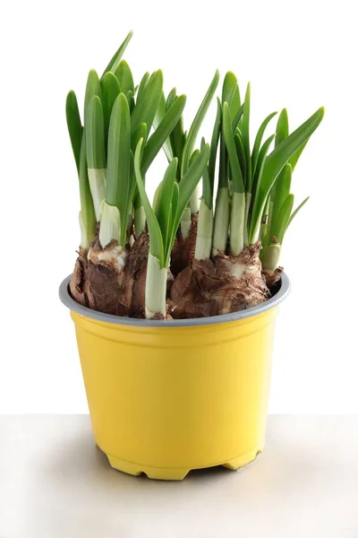 Cebollas Narcisas Con Brotes Verdes — Foto de Stock