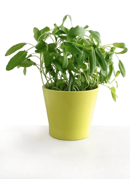 Salvia Pflanze Als Kraut Und Natürliche Medizin — Stockfoto