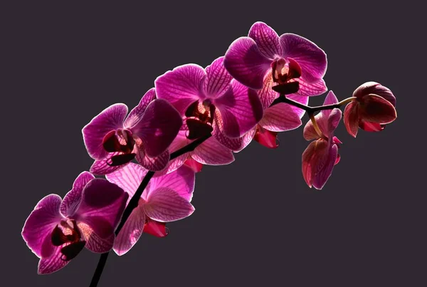 Симпатичная Орхидея Крупным Планом — стоковое фото