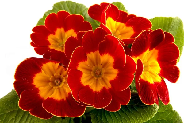 Flores Marrones Naranjas Planta Onagra — Foto de Stock