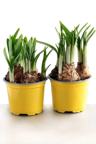 Daffodils Onions Green Sprouts Royalty Free Stock Images