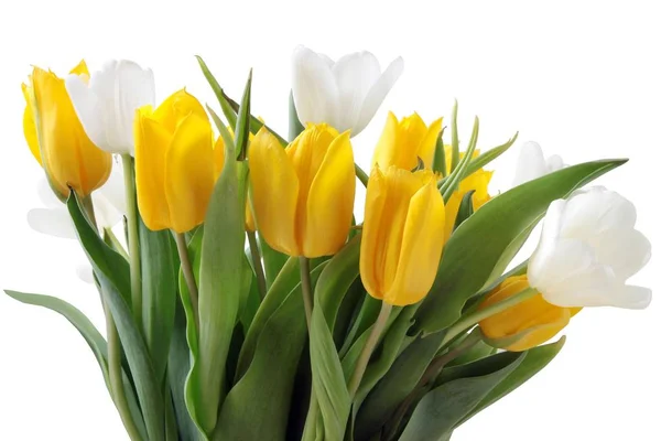 Белый Желтый Тюльпаны Закрыть — стоковое фото