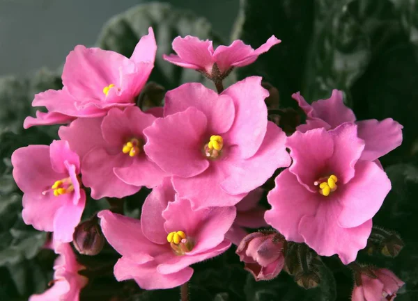 Flores Rosadas Planta Saintpaulia — Foto de Stock