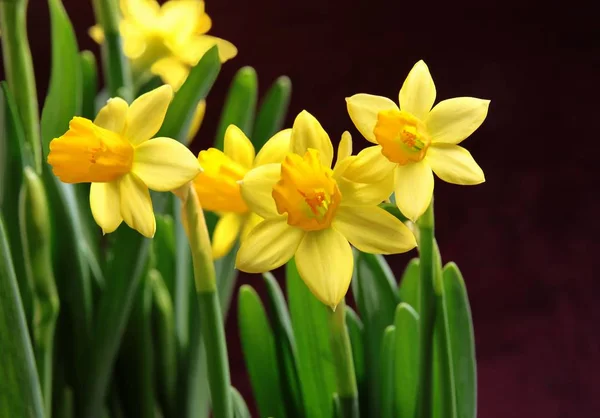 Gula Blommor Påsklilja Närbild — Stockfoto