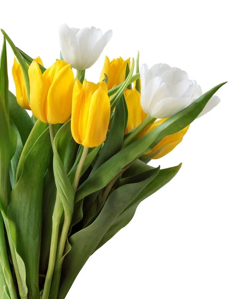 White Yellow Tulips Close — Stock Photo, Image