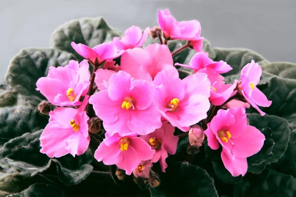 Pink Flowers Saintpaulia Plant — Stock Photo, Image