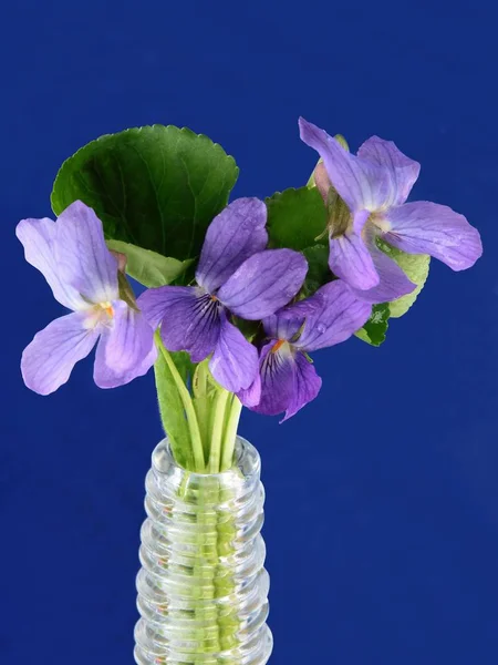 Lila Flowers Sweet Violets Close — Stock Photo, Image