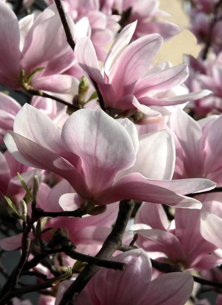 Rosa Blomma Magnolia Träd Våren — Stockfoto