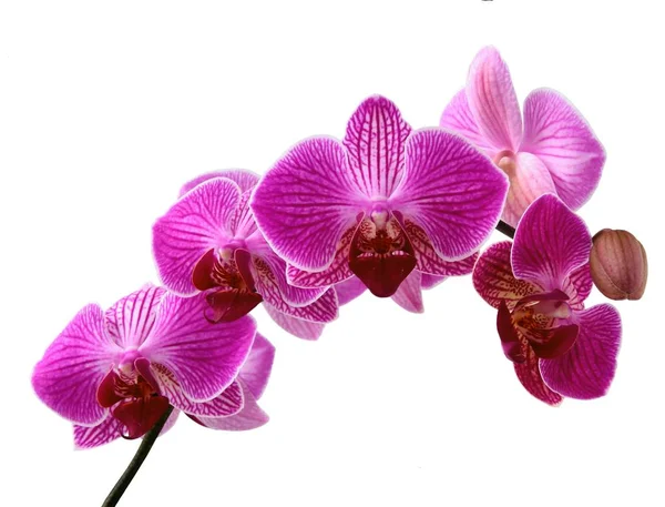 Fioletowy Ładne Kwiaty Orchidei Phalaenopsis — Zdjęcie stockowe