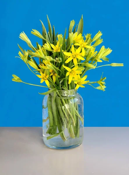 Amarelo Pequenas Flores Gagea Lutea Primavera Planta — Fotografia de Stock