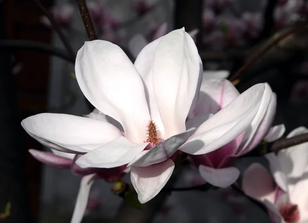 Flor Rosa Del Árbol Magnolia Primavera — Foto de Stock