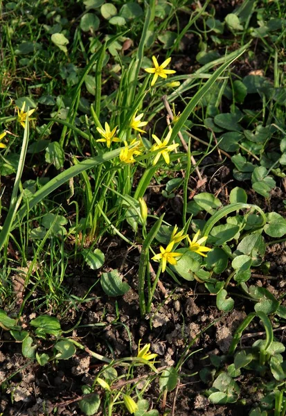Żółte Kwiaty Małe Złoć Żółta Wiosna Rośliny — Zdjęcie stockowe