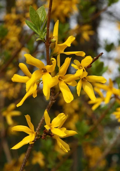 Gelbe Blüten Des Forsithia Busches — Stockfoto