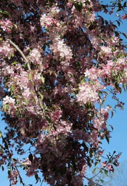 pembe çiçekleri ile crabapple ağacı