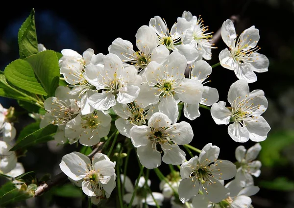 Białe Kwiaty Wiśni — Zdjęcie stockowe