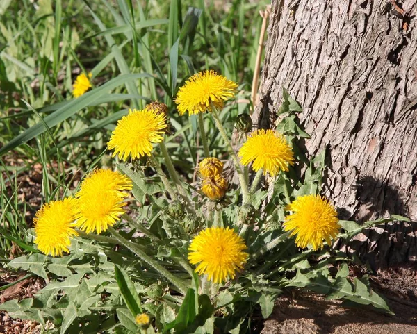 Blommande Maskrosor Växter Våren — Stockfoto
