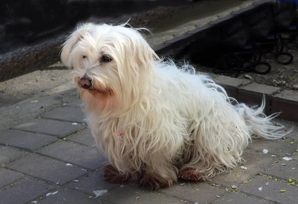 Güzel Beyaz Uzun Saçlı Köpek — Stok fotoğraf