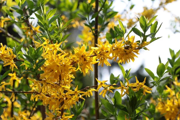 Forsythienstrauch Mit Gelben Blüten — Stockfoto