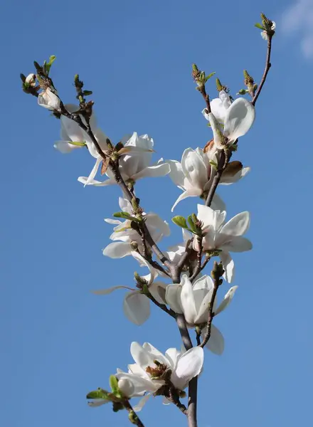 Flores Rosadas Del Árbol Magnolia Primavera — Foto de Stock