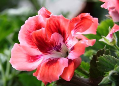 çiçek saksı bitki Sardunya