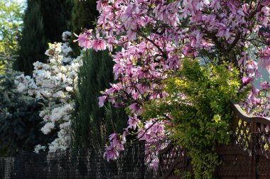 oldukça büyük çiçekler ile manolya ağacı