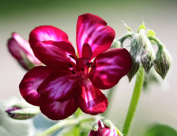 Plante Pot Géranium Fleurissant Près — Photo