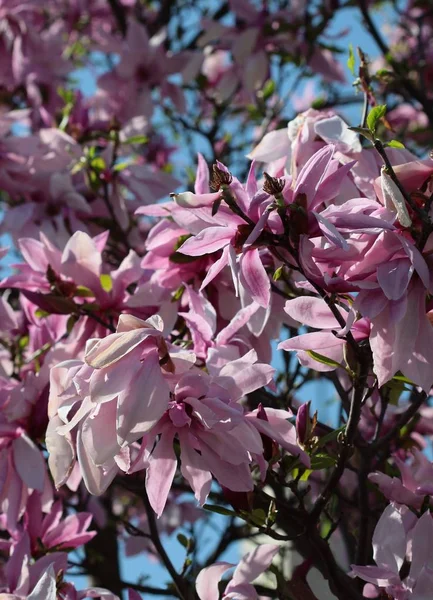 Drzewo Magnolii Kwitnące Wiosnę — Zdjęcie stockowe