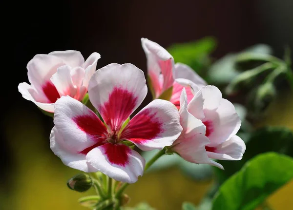 Sardunya Yakın Kadar Çiçek Bitki Saksı — Stok fotoğraf