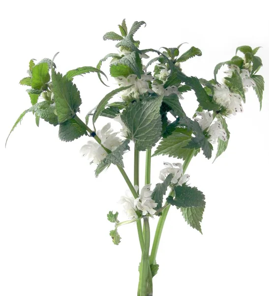 Dead Nettle Kruid Met Witte Bloemen — Stockfoto