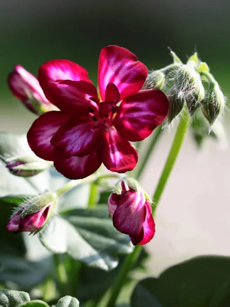 Geranium Potteplante Som Blomstrer Tett Inntil – stockfoto