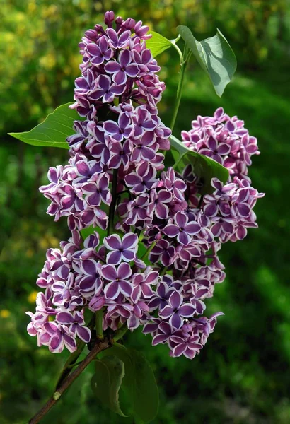 Fleurs Lilas Lilas Fleurs — Photo