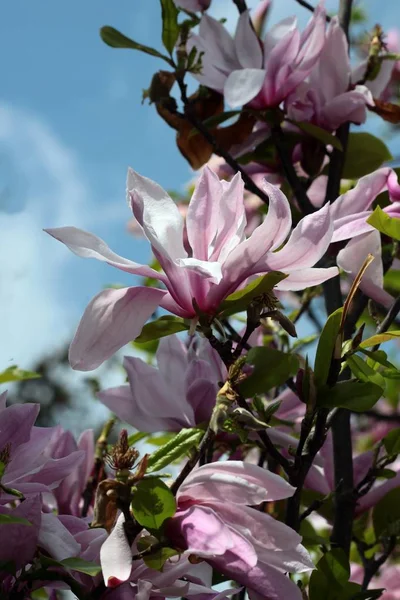 Árbol Magnolia Flor Primavera — Foto de Stock