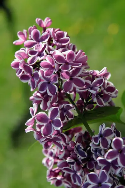 盛开的丁香花灌木 — 图库照片