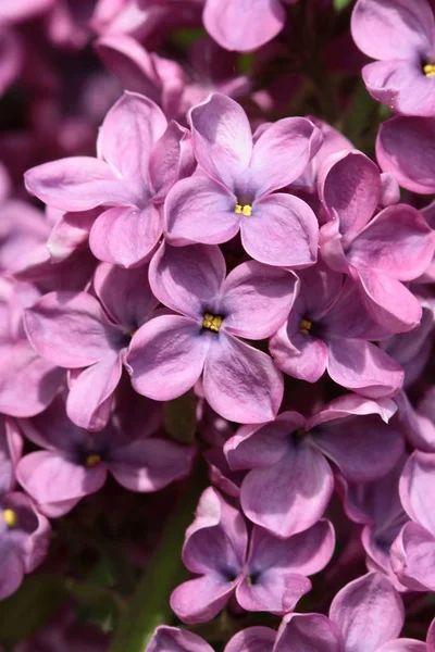 Lila Virágok Virágzó Lila Bokor — Stock Fotó