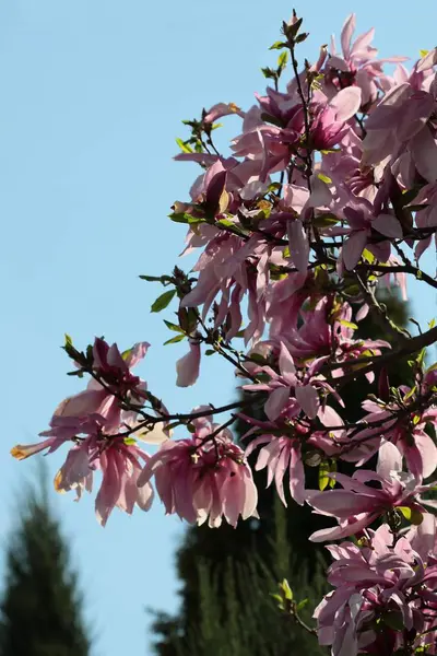 Magnoliaträd Blom Våren — Stockfoto
