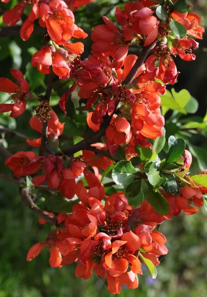 Fiori Rossi Cespuglio Chaenomeles Japonica Primavera — Foto Stock